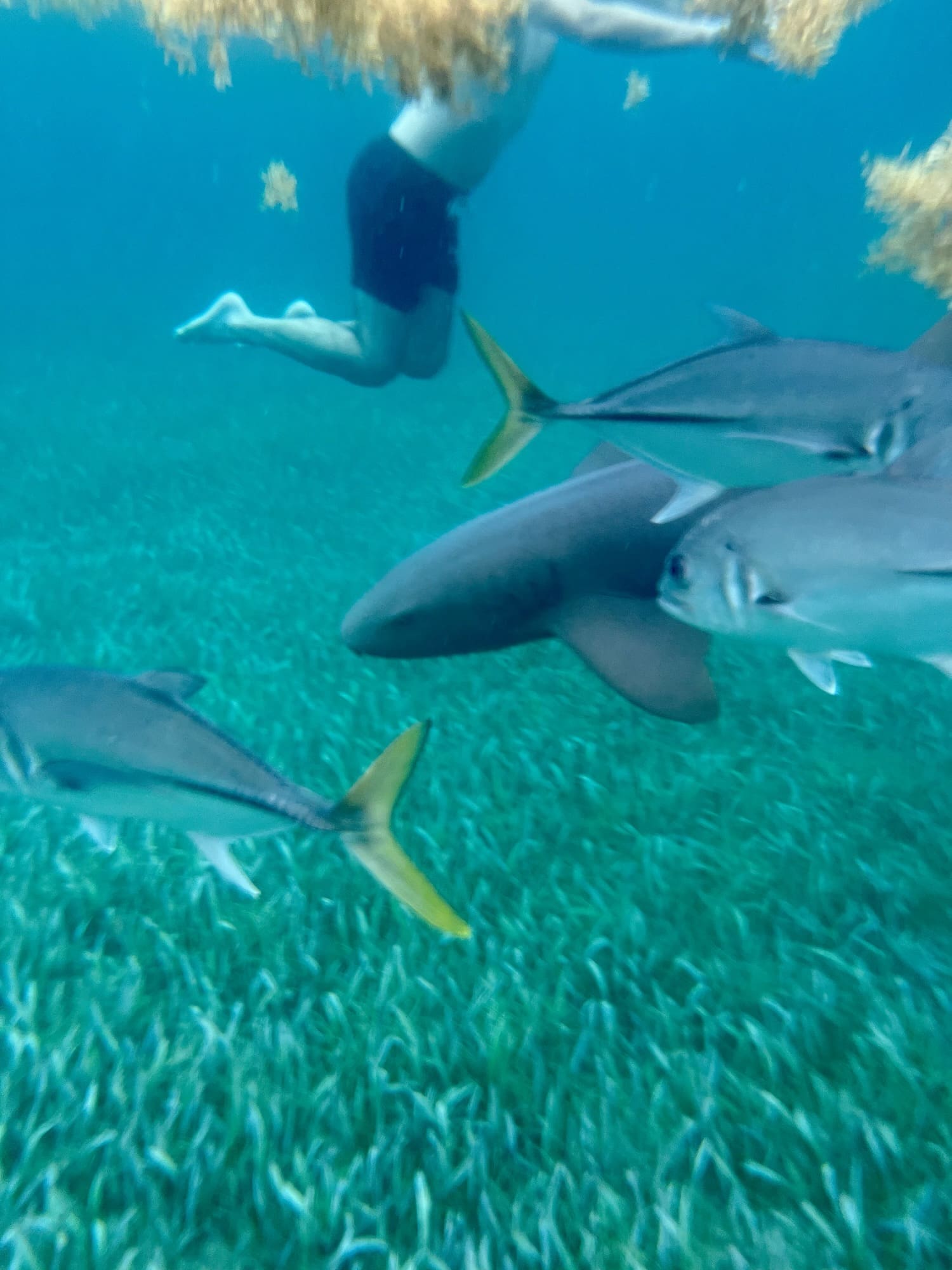 Caye Caulker Snorkelling Tour Review: Why We Loved Salt Life Eco Tours
